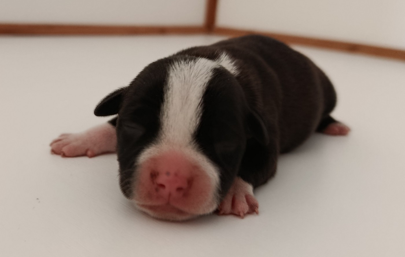 De la crique du Flojule - Chiots disponibles - Staffordshire Bull Terrier