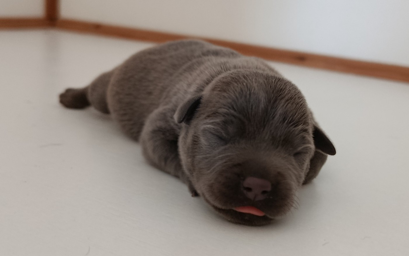 De la crique du Flojule - Chiots disponibles - Staffordshire Bull Terrier