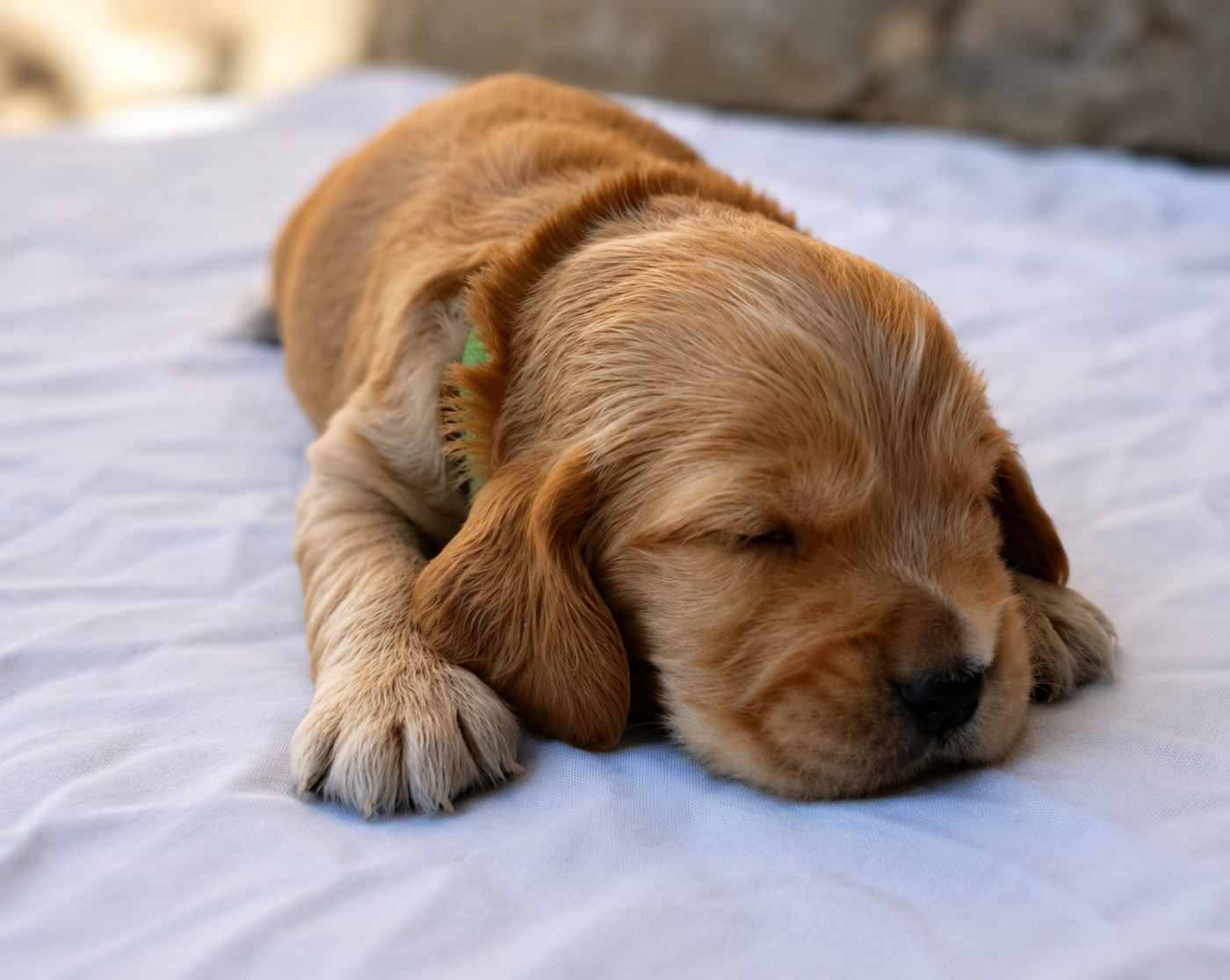 De la crique du Flojule - Chiots disponibles - Cocker Spaniel Anglais