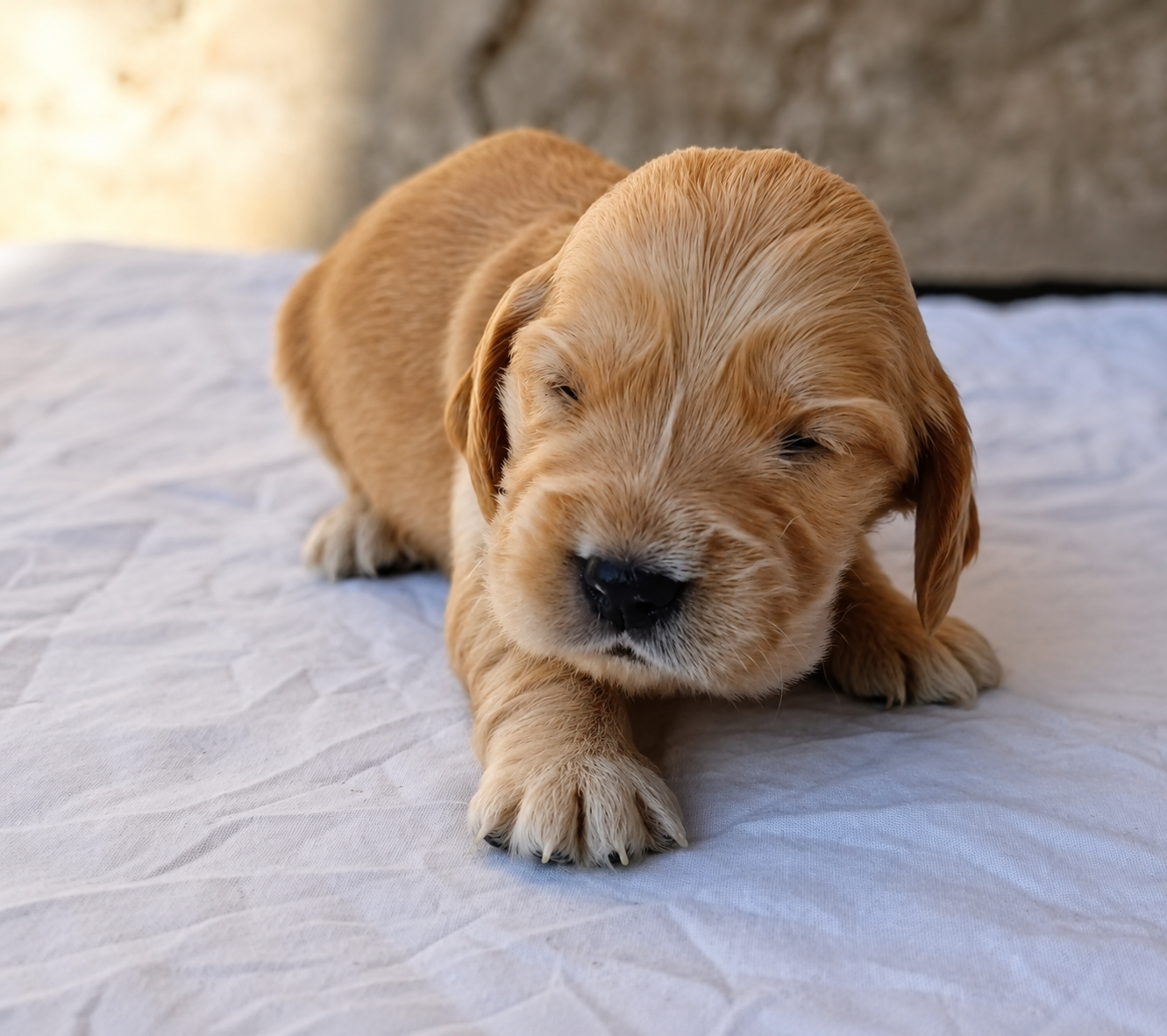 De la crique du Flojule - Chiots disponibles - Cocker Spaniel Anglais