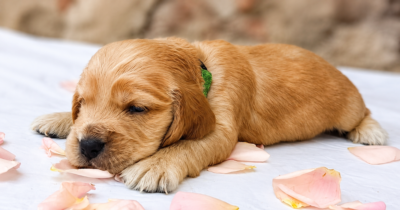 De la crique du Flojule - Chiots disponibles - Cocker Spaniel Anglais