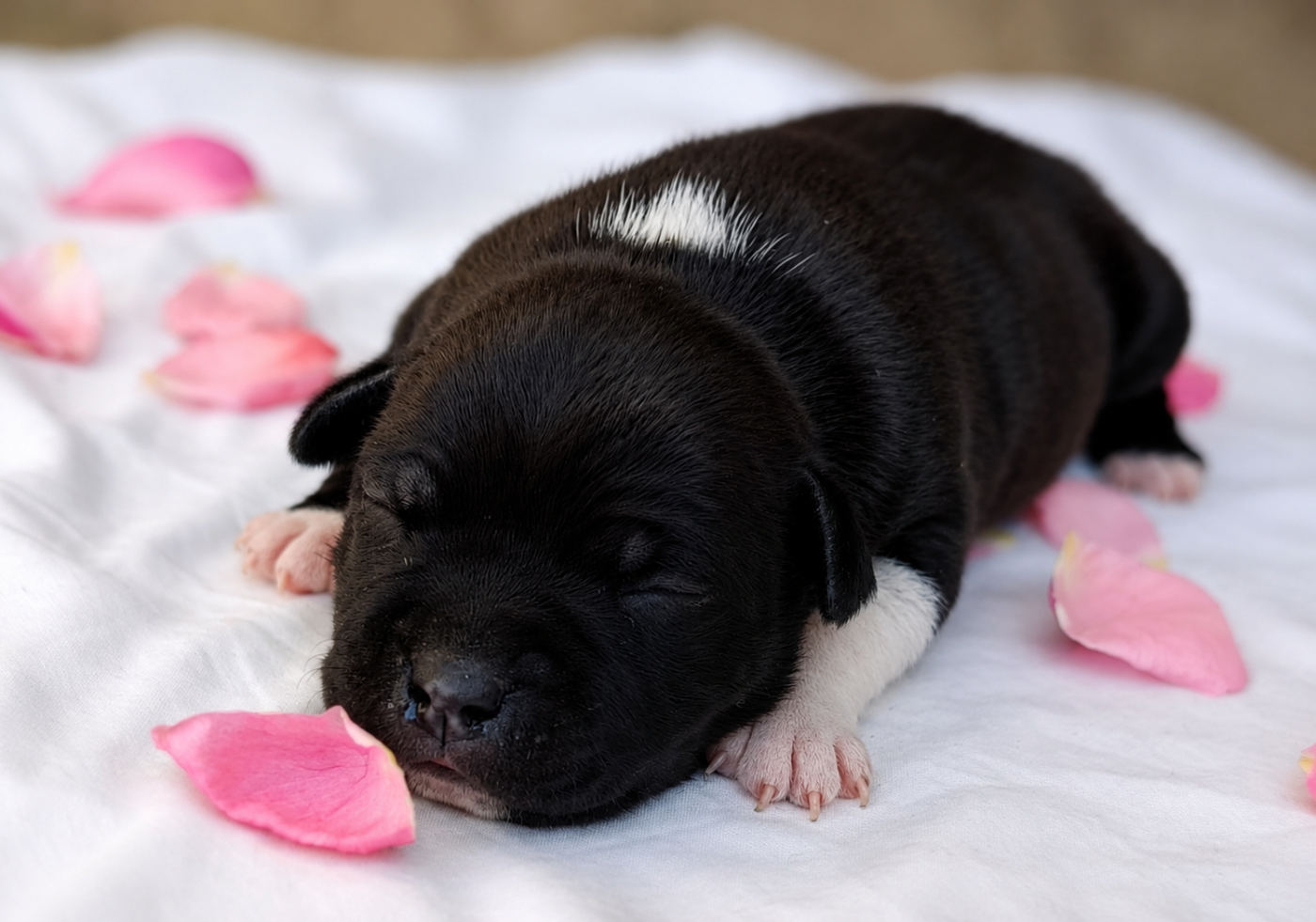 De la crique du Flojule - Chiots disponibles - Staffordshire Bull Terrier