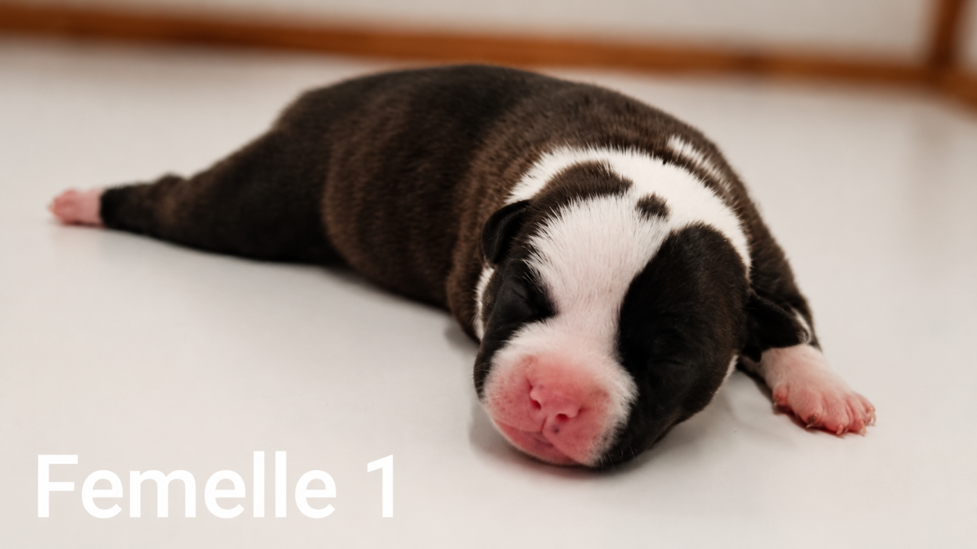 De la crique du Flojule - Chiots disponibles - Staffordshire Bull Terrier