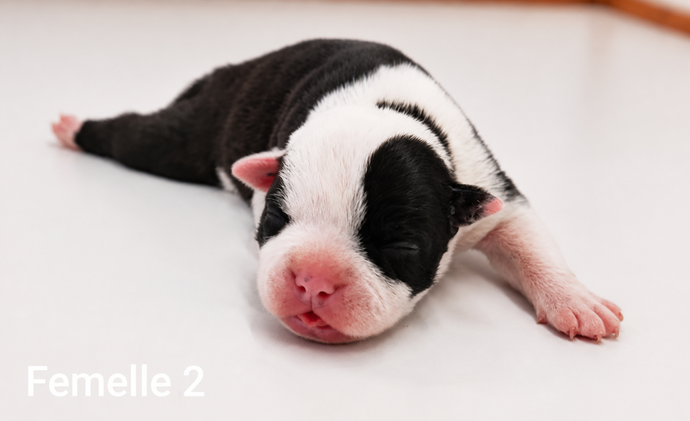 De la crique du Flojule - Chiots disponibles - Staffordshire Bull Terrier