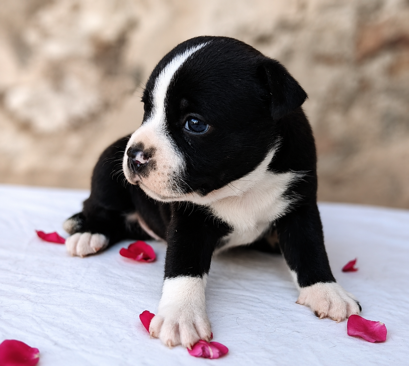 De la crique du Flojule - Chiots disponibles - Staffordshire Bull Terrier