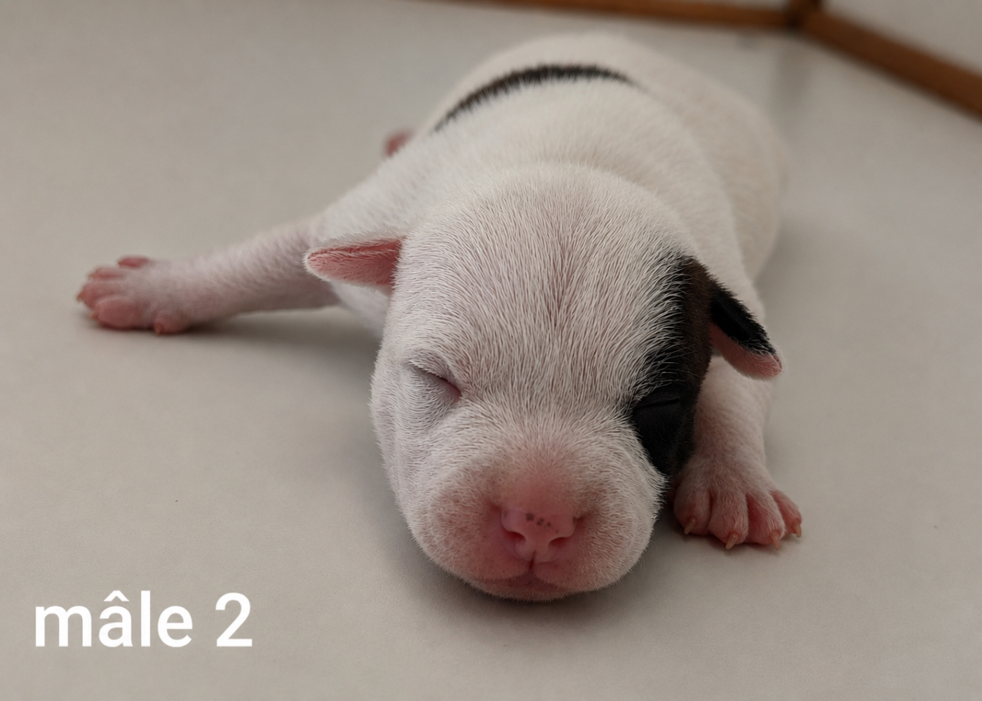 De la crique du Flojule - Chiots disponibles - Staffordshire Bull Terrier