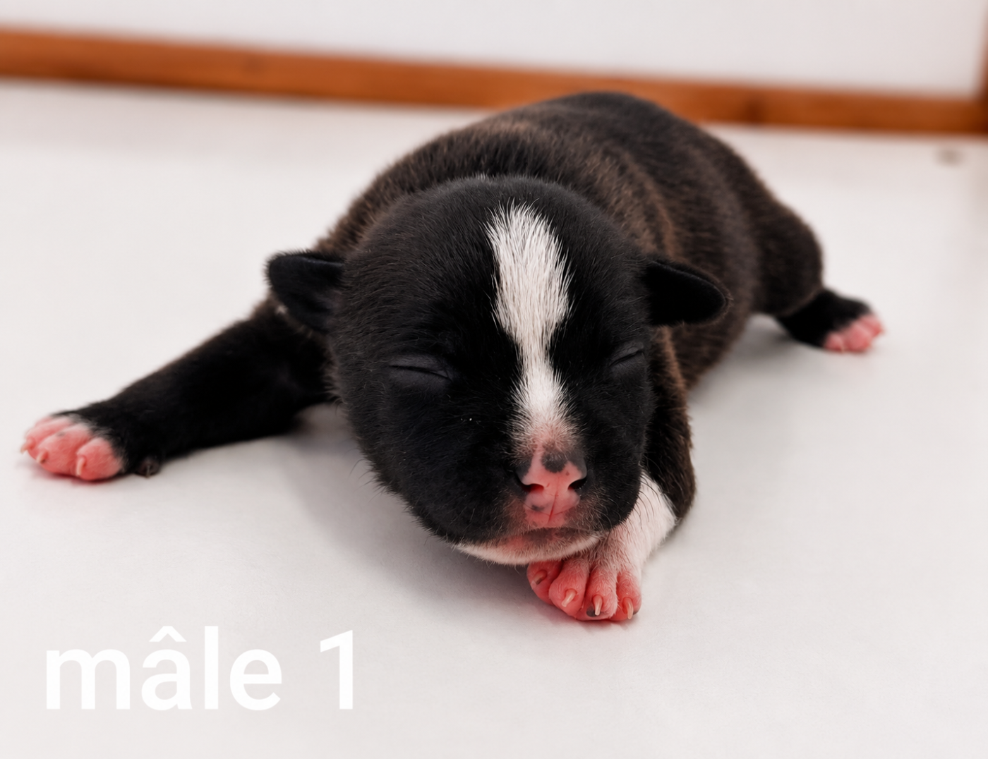 De la crique du Flojule - Chiots disponibles - Staffordshire Bull Terrier