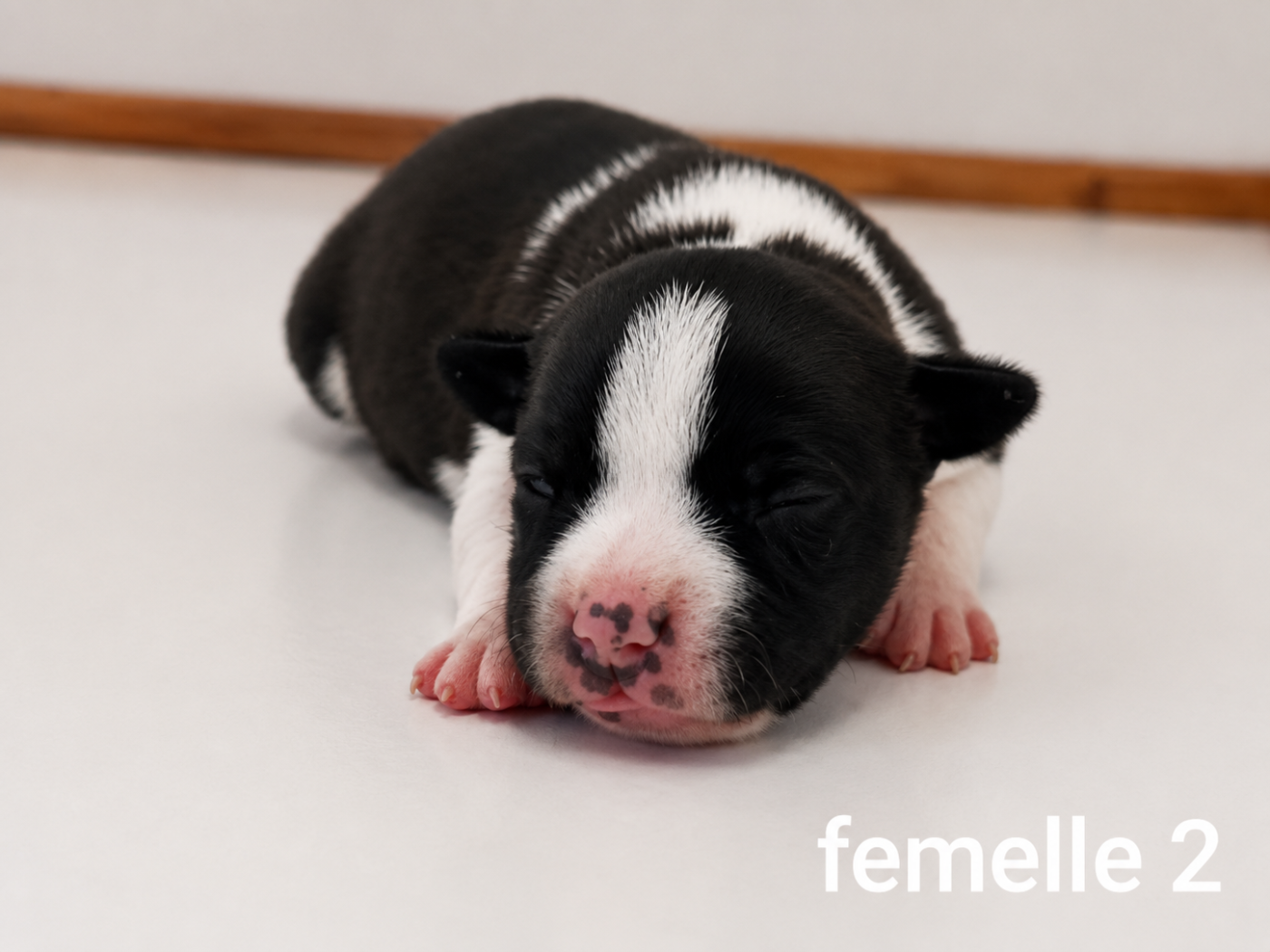 De la crique du Flojule - Chiots disponibles - Staffordshire Bull Terrier