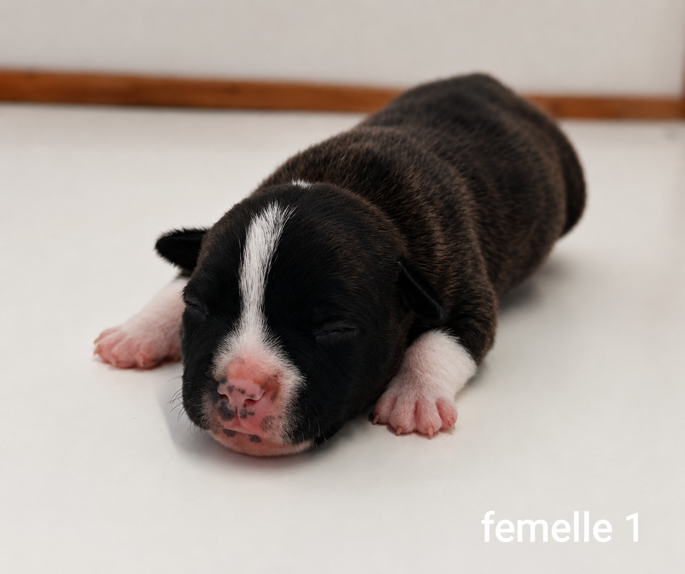 De la crique du Flojule - Chiots disponibles - Staffordshire Bull Terrier