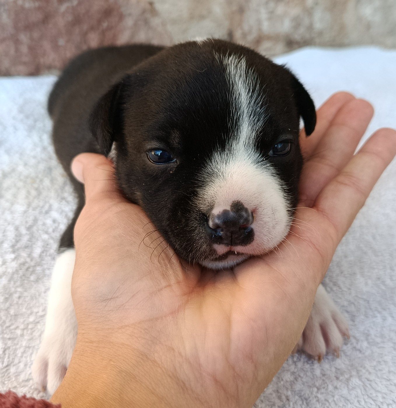 De la crique du Flojule - Chiots disponibles - Staffordshire Bull Terrier
