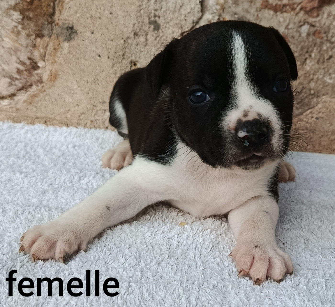 De la crique du Flojule - Chiots disponibles - Staffordshire Bull Terrier