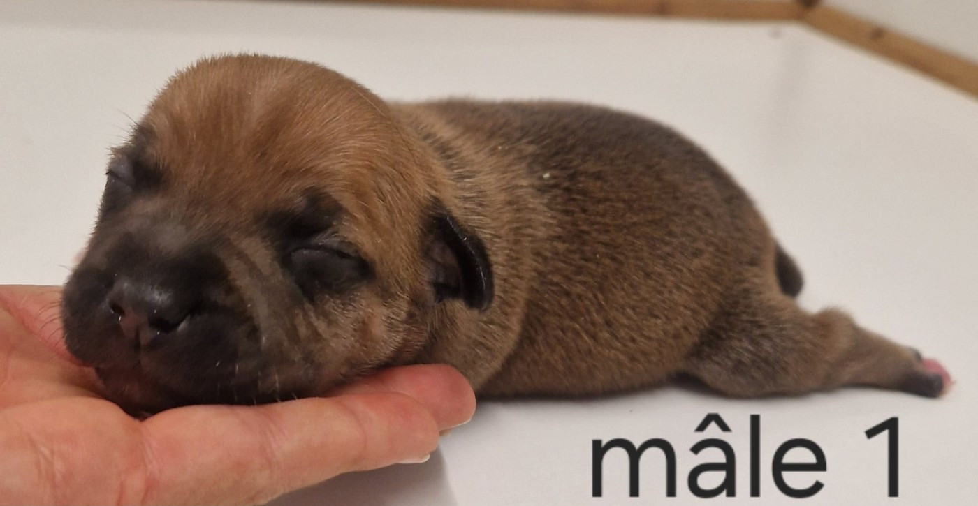 De la crique du Flojule - Chiots disponibles - Staffordshire Bull Terrier