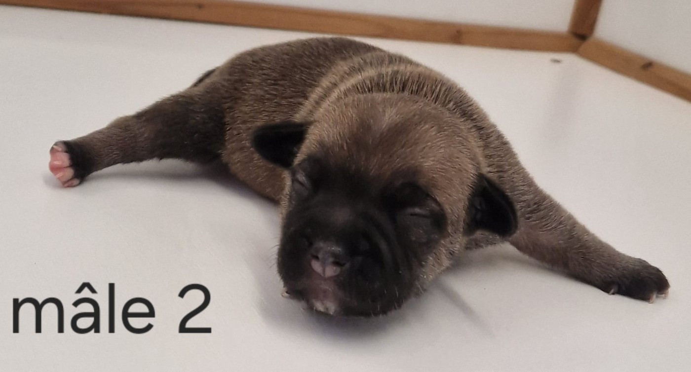 De la crique du Flojule - Chiots disponibles - Staffordshire Bull Terrier