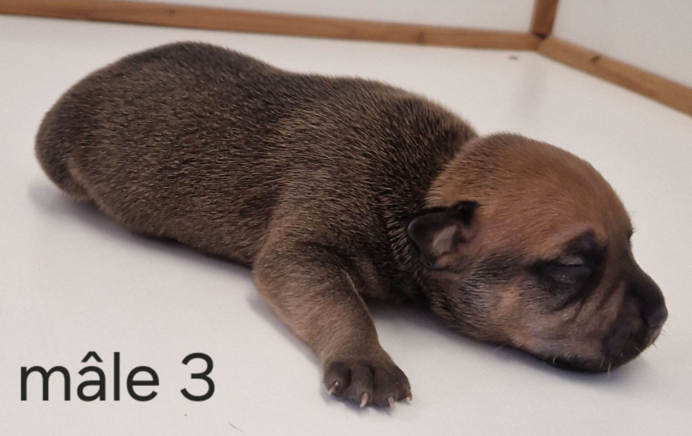 De la crique du Flojule - Chiots disponibles - Staffordshire Bull Terrier