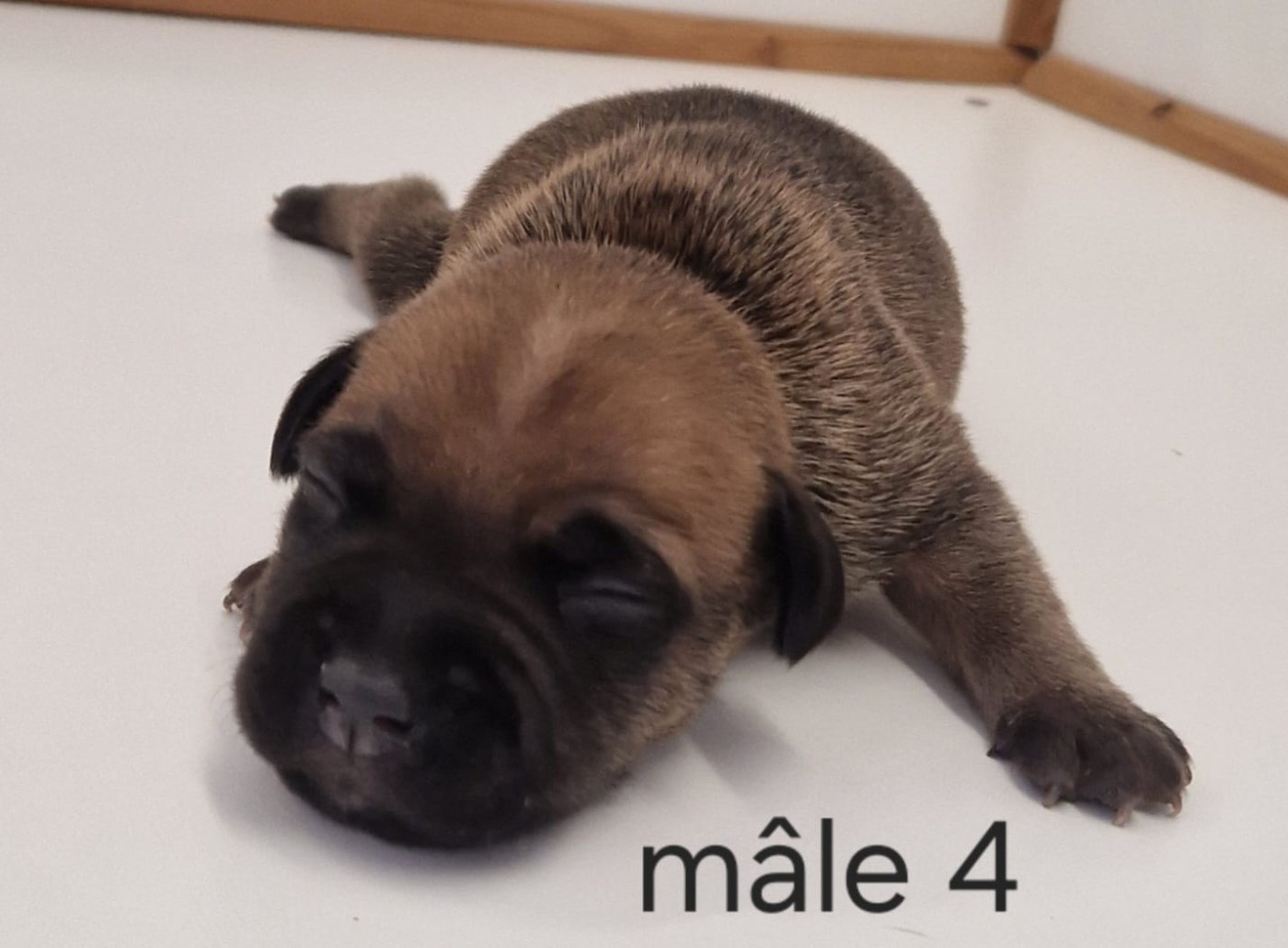 De la crique du Flojule - Chiots disponibles - Staffordshire Bull Terrier