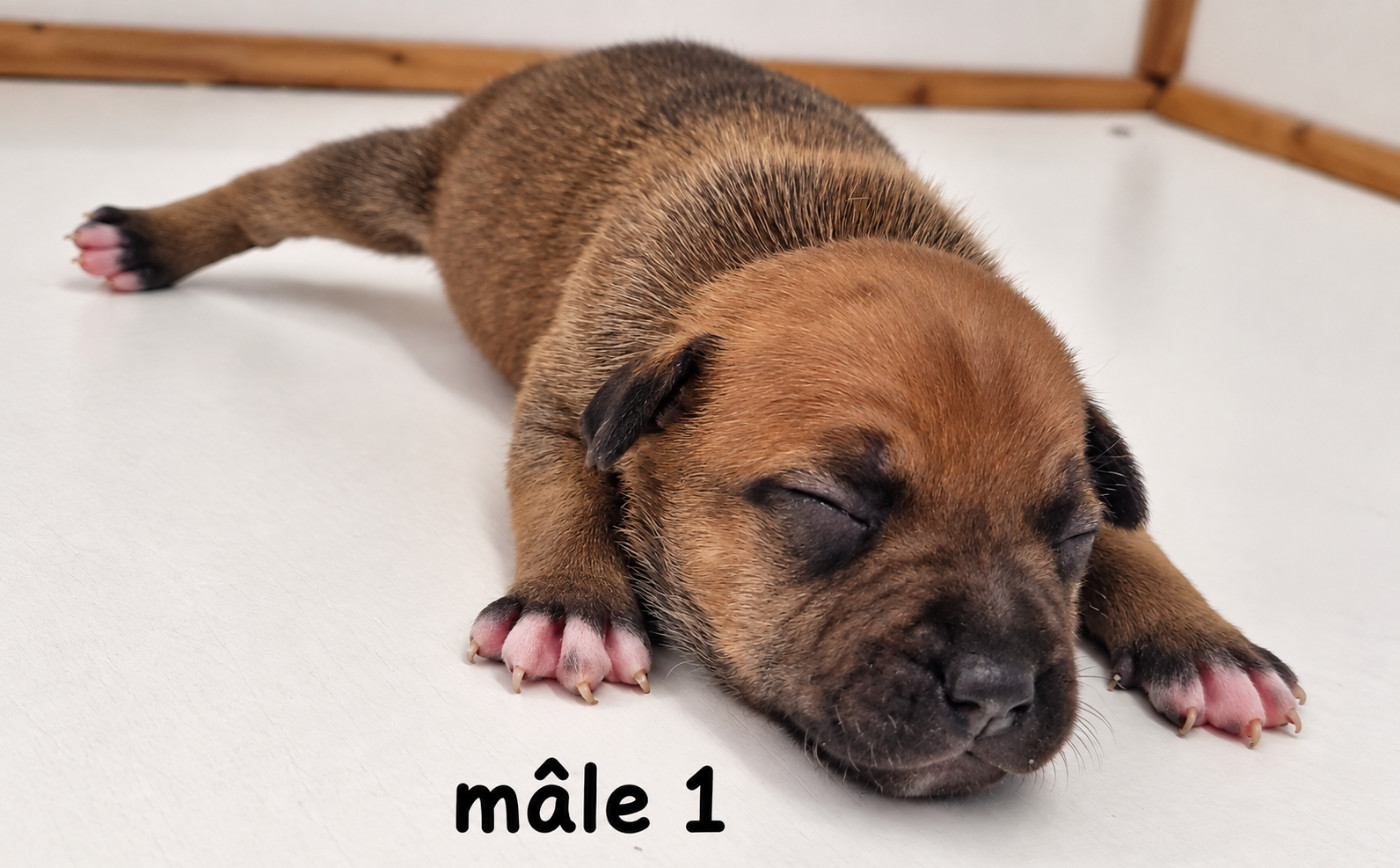 De la crique du Flojule - Chiots disponibles - Staffordshire Bull Terrier