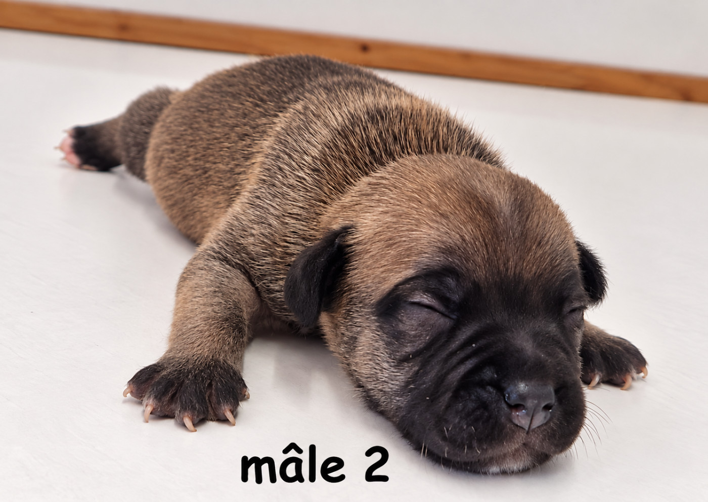 De la crique du Flojule - Chiots disponibles - Staffordshire Bull Terrier