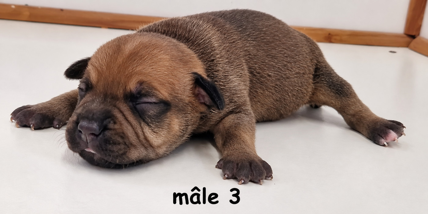 De la crique du Flojule - Chiots disponibles - Staffordshire Bull Terrier
