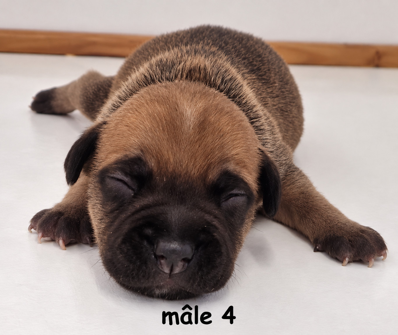 De la crique du Flojule - Chiots disponibles - Staffordshire Bull Terrier