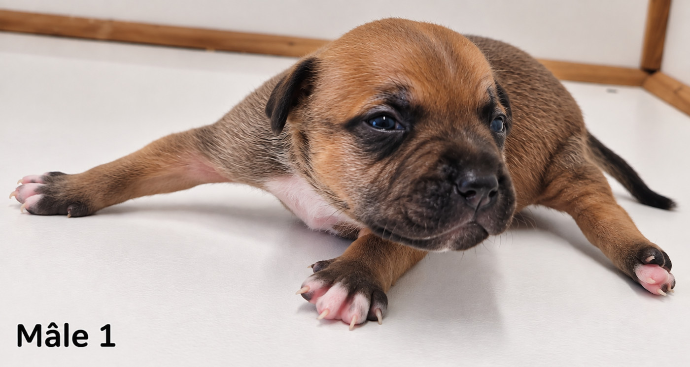 De la crique du Flojule - Chiots disponibles - Staffordshire Bull Terrier