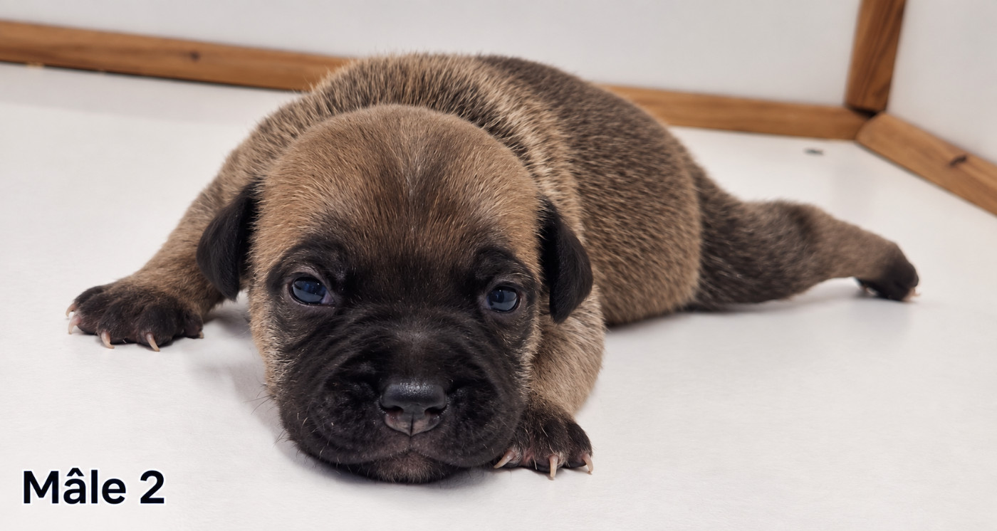 De la crique du Flojule - Chiots disponibles - Staffordshire Bull Terrier