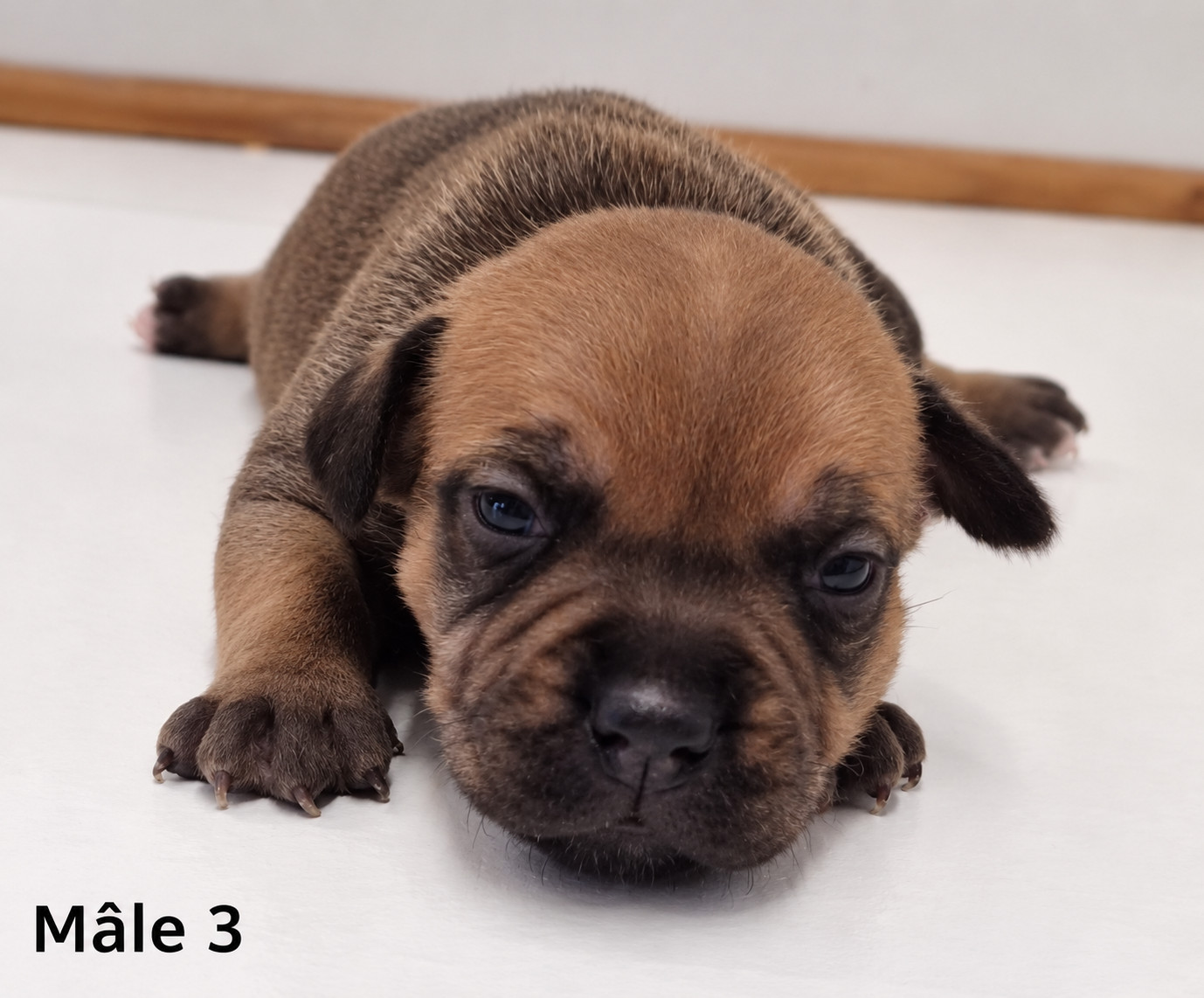 De la crique du Flojule - Chiots disponibles - Staffordshire Bull Terrier