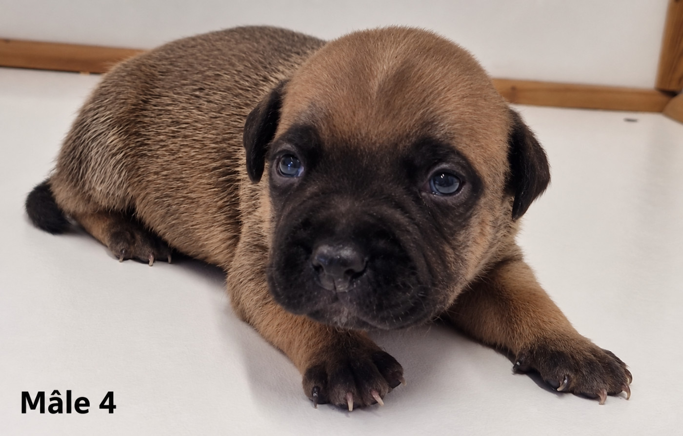 De la crique du Flojule - Chiots disponibles - Staffordshire Bull Terrier