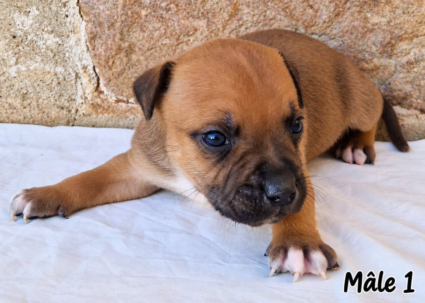 De la crique du Flojule - Chiots disponibles - Staffordshire Bull Terrier