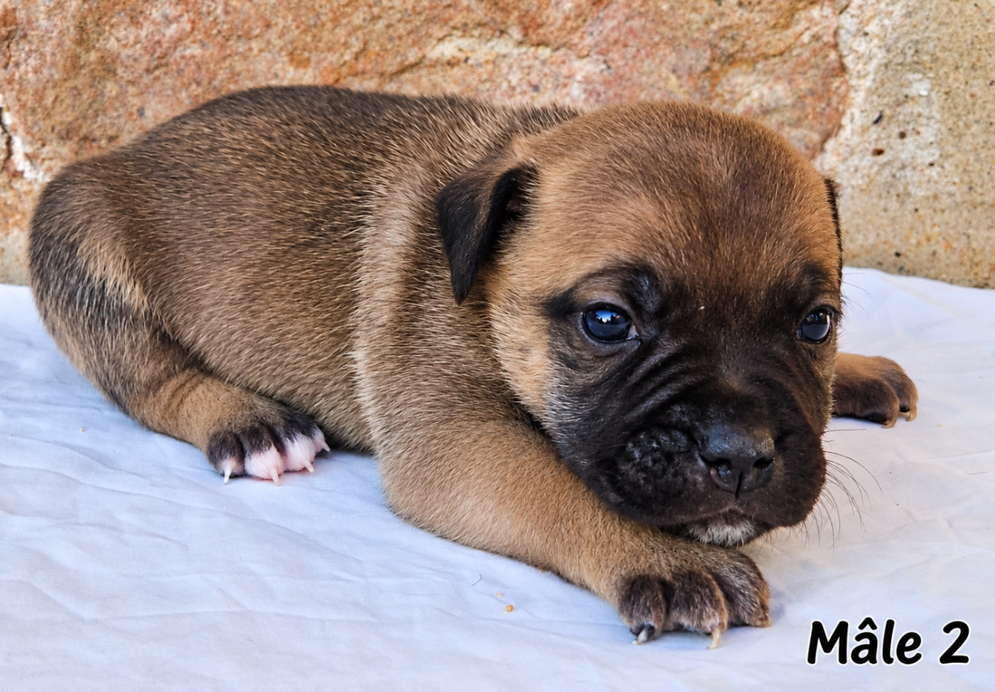 De la crique du Flojule - Chiots disponibles - Staffordshire Bull Terrier