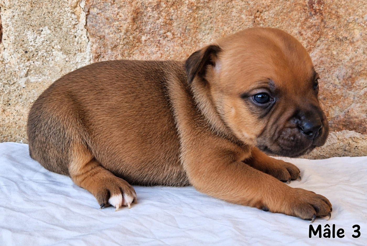 De la crique du Flojule - Chiots disponibles - Staffordshire Bull Terrier