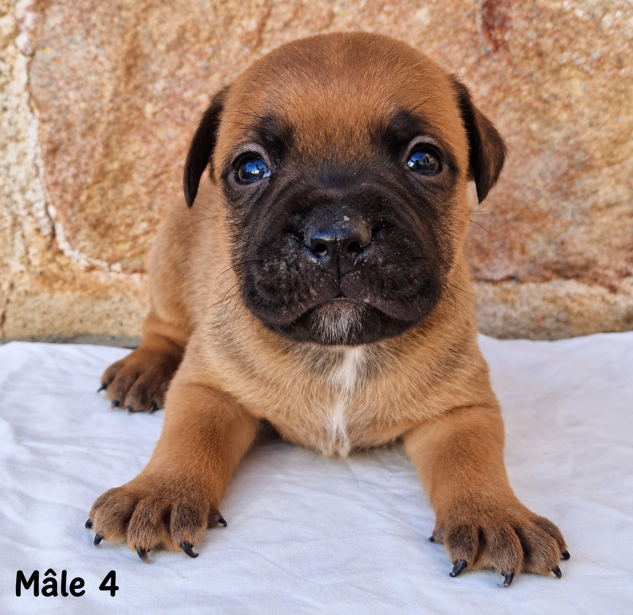 De la crique du Flojule - Chiots disponibles - Staffordshire Bull Terrier