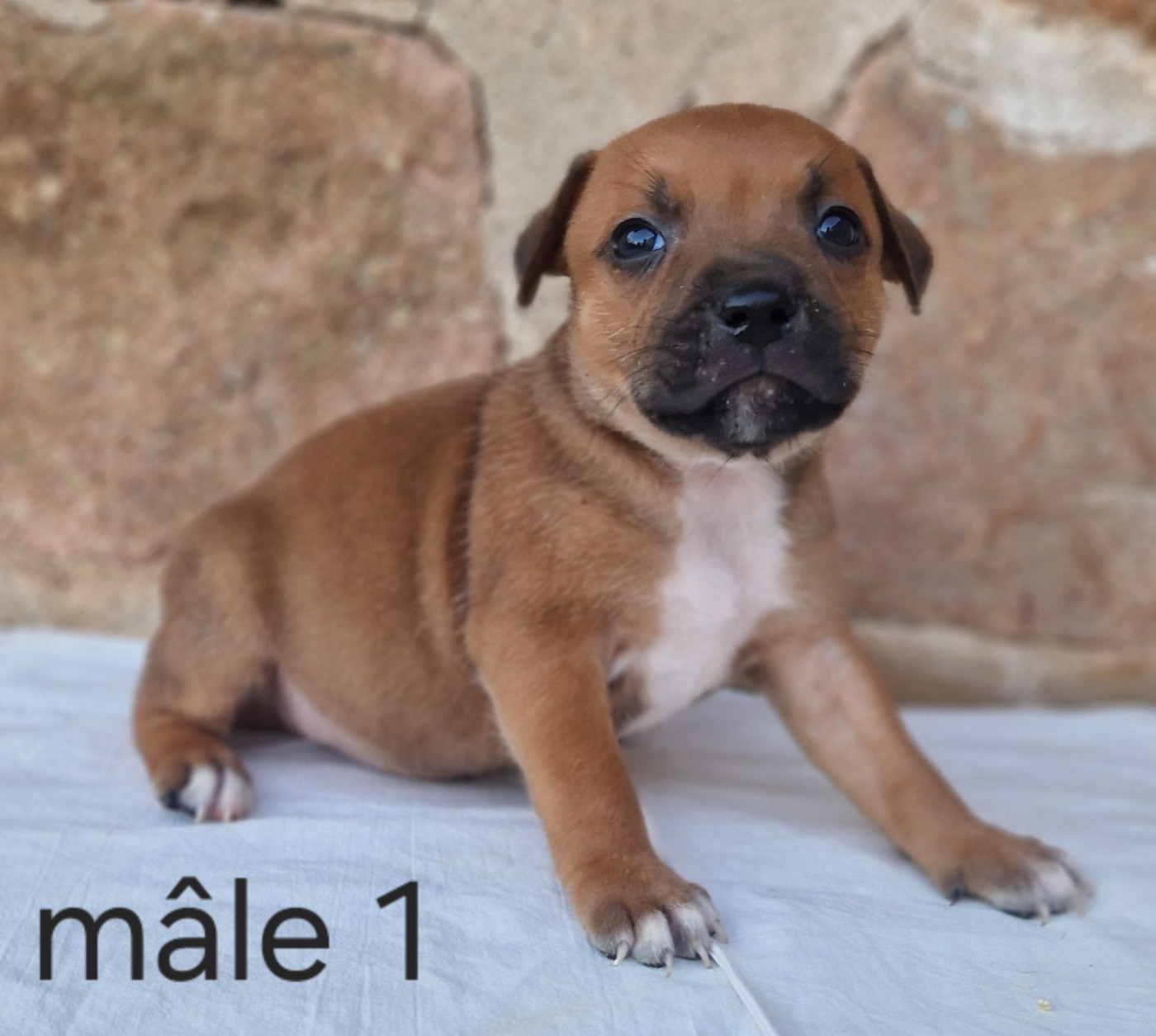 De la crique du Flojule - Chiots disponibles - Staffordshire Bull Terrier