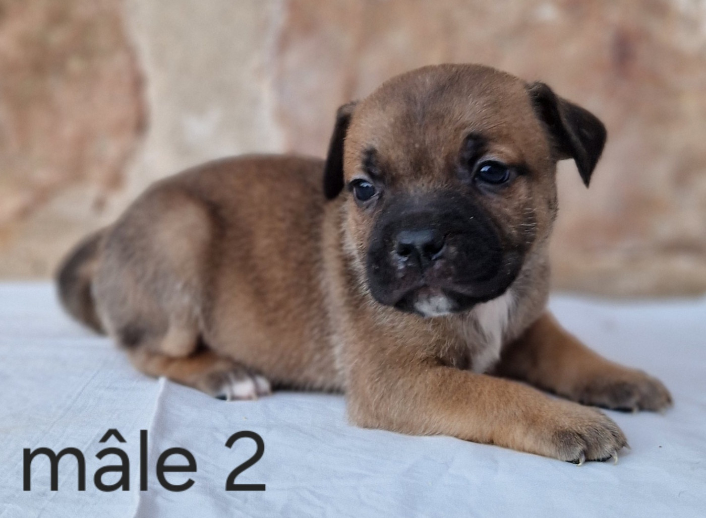 De la crique du Flojule - Chiots disponibles - Staffordshire Bull Terrier