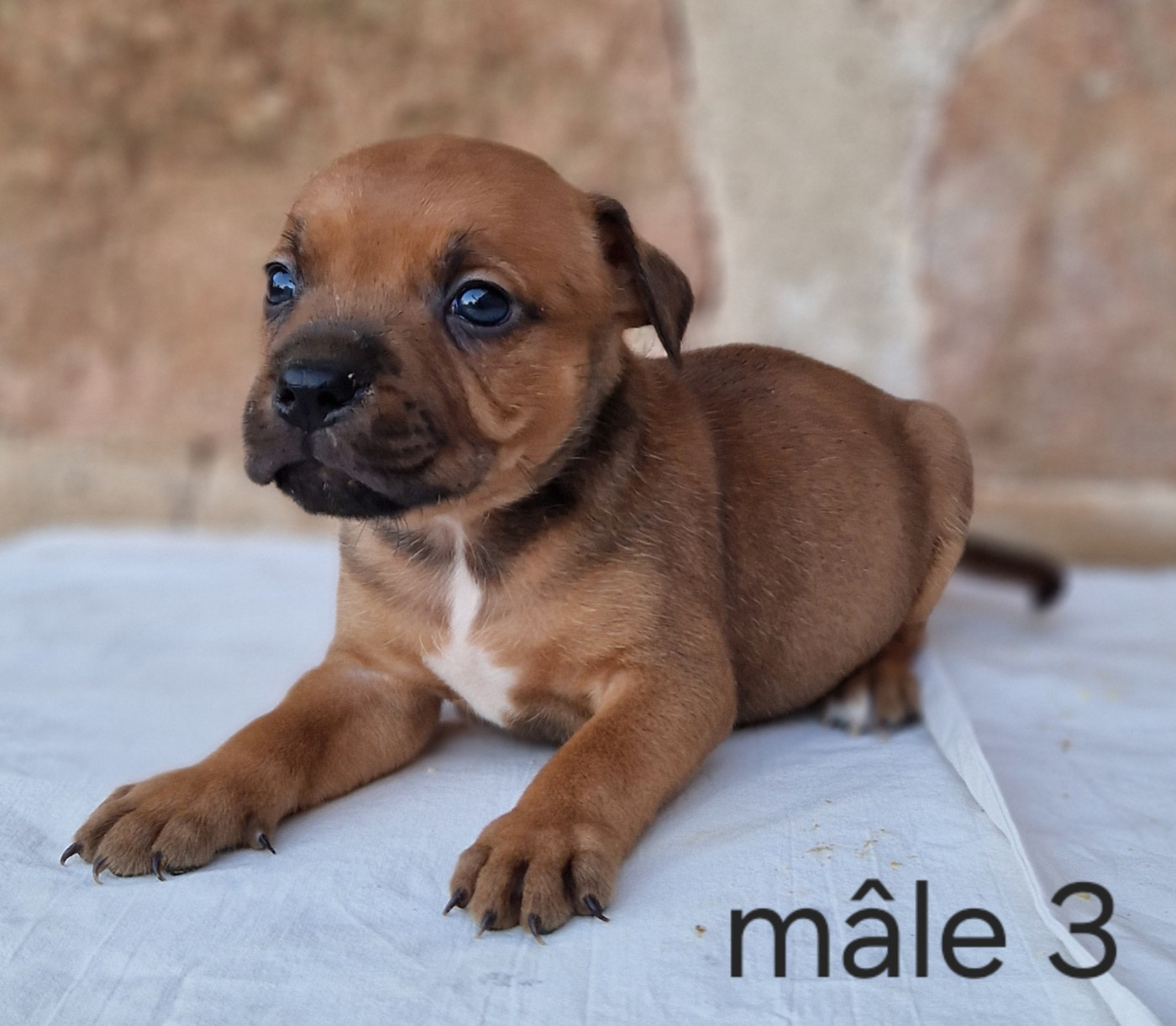 De la crique du Flojule - Chiots disponibles - Staffordshire Bull Terrier