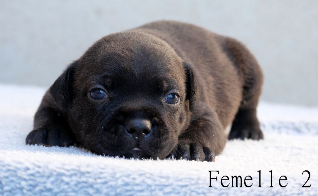 De la crique du Flojule - Chiots disponibles - Staffordshire Bull Terrier