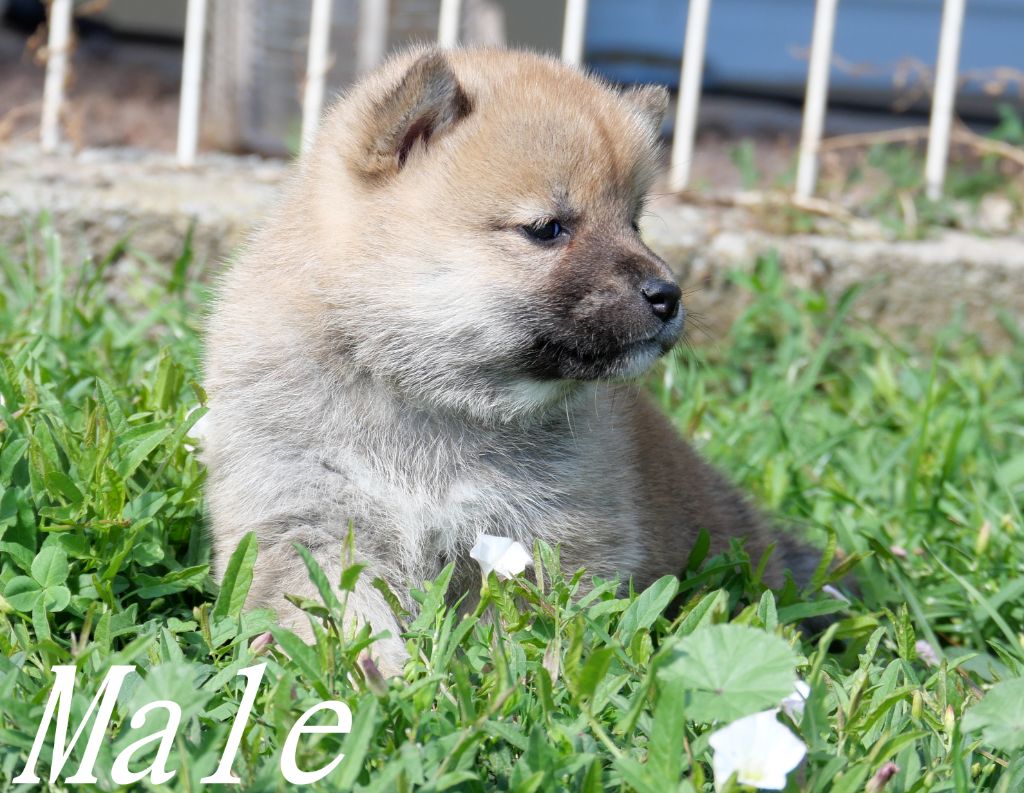 De la crique du Flojule - Chiots disponibles - Shiba