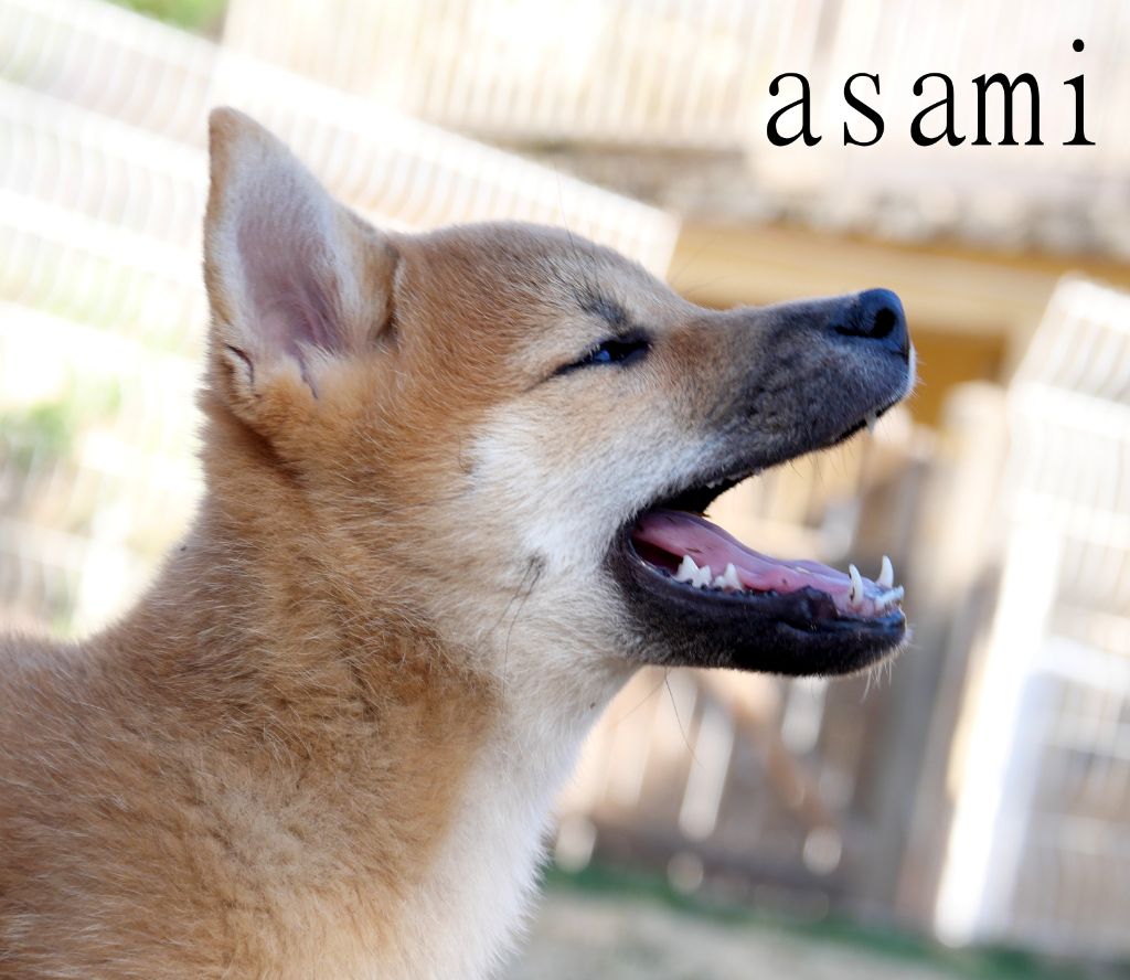 De la crique du Flojule - Chiots disponibles - Shiba