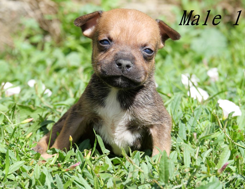 De la crique du Flojule - Chiots disponibles - Staffordshire Bull Terrier