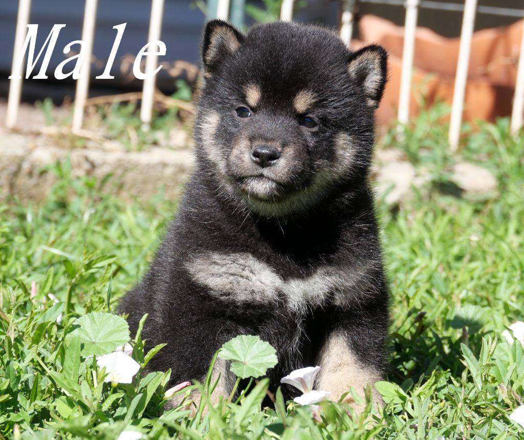 De la crique du Flojule - Chiots disponibles - Shiba