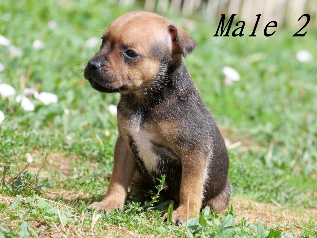 De la crique du Flojule - Chiots disponibles - Staffordshire Bull Terrier