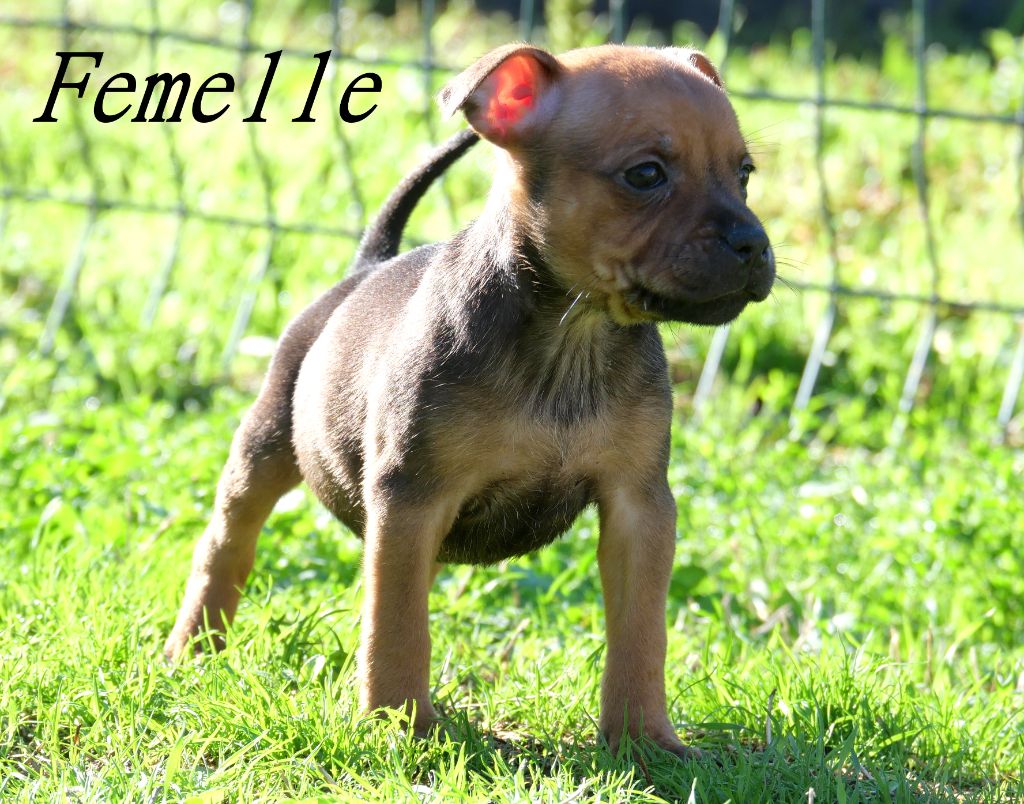 De la crique du Flojule - Chiots disponibles - Staffordshire Bull Terrier