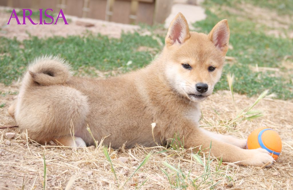 De la crique du Flojule - Chiots disponibles - Shiba