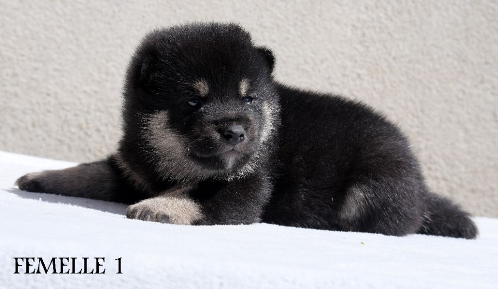 De la crique du Flojule - Chiots disponibles - Shiba