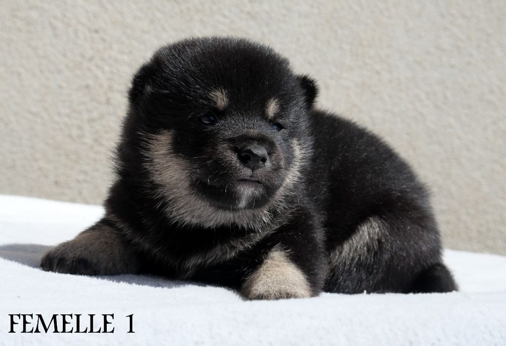 De la crique du Flojule - Chiots disponibles - Shiba