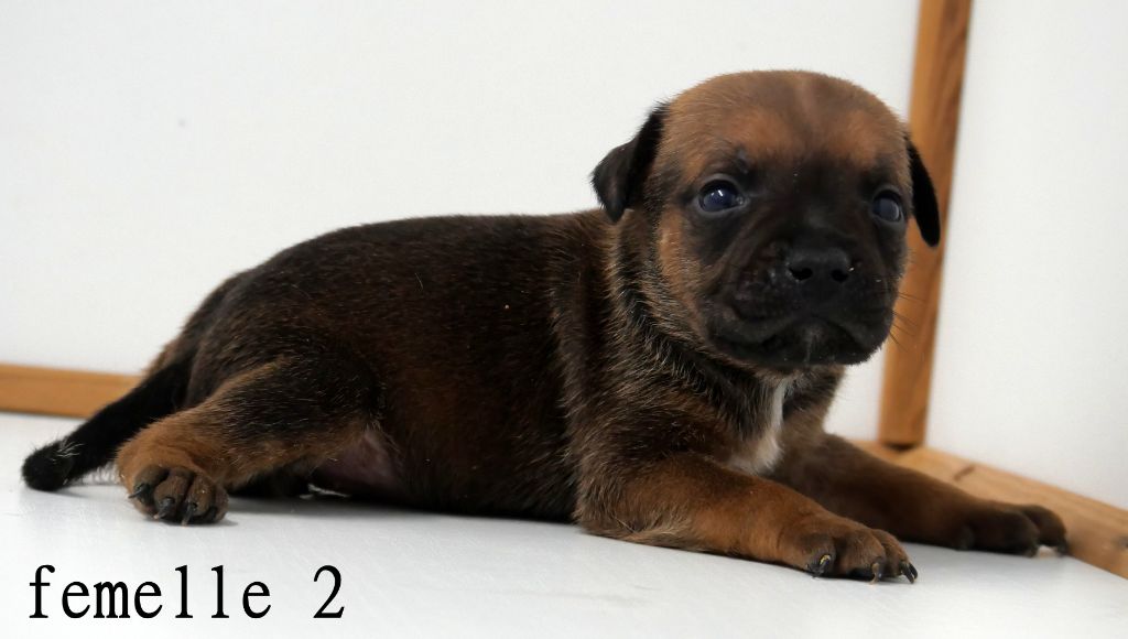 De la crique du Flojule - Chiots disponibles - Staffordshire Bull Terrier