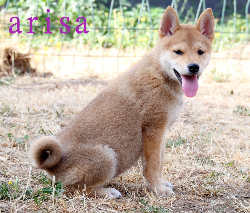 De la crique du Flojule - Chiots disponibles - Shiba