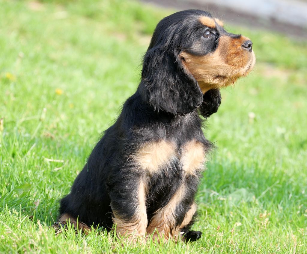 De la crique du Flojule - Chiots disponibles - Cocker Spaniel Anglais