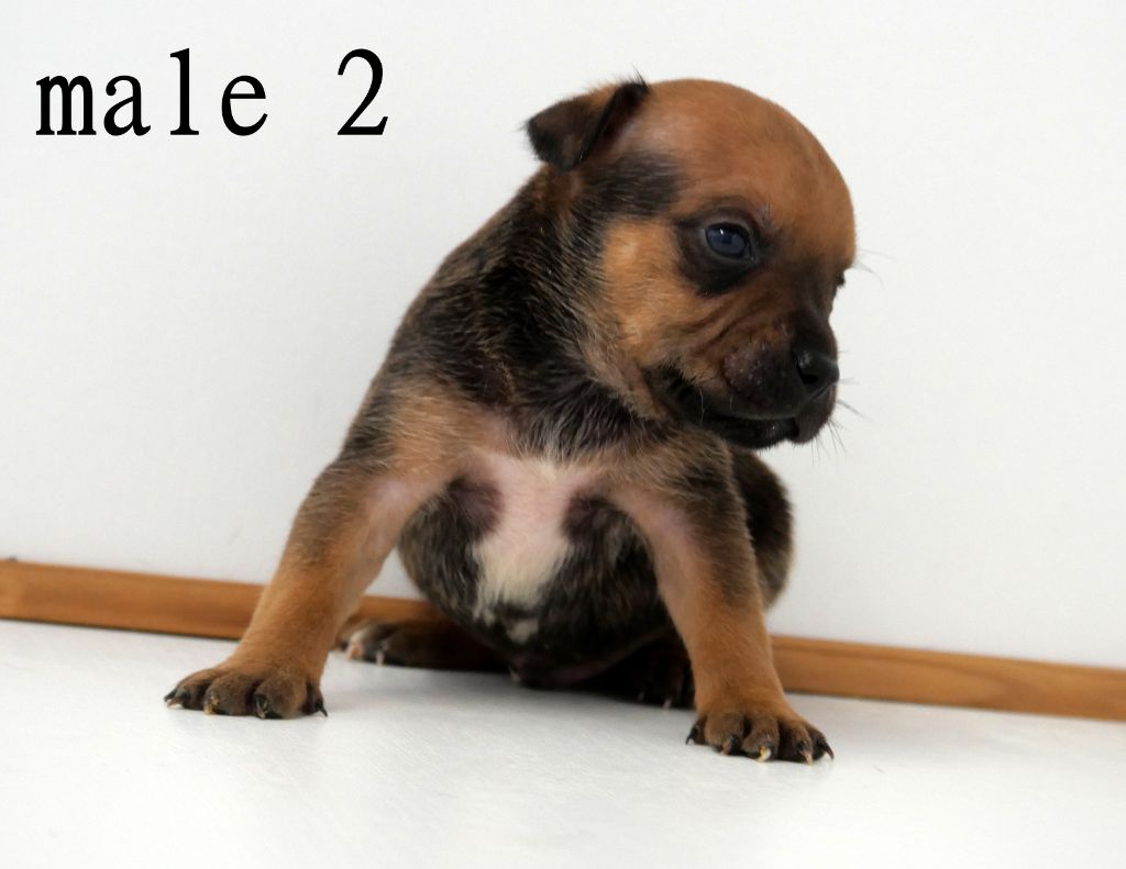 De la crique du Flojule - Chiots disponibles - Staffordshire Bull Terrier
