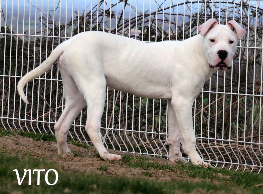 De la crique du Flojule - Chiots disponibles - Dogo Argentino