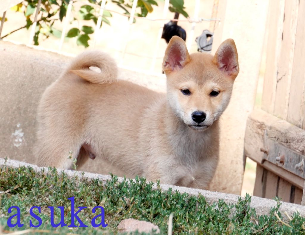 De la crique du Flojule - Chiots disponibles - Shiba